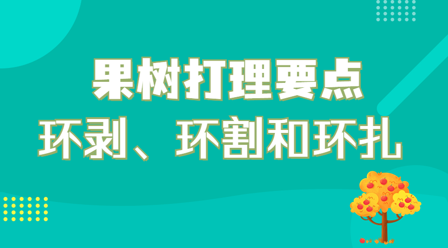 果树环剥、环割和环扎